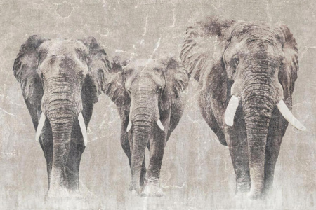 Africa 13AF Wallpaper