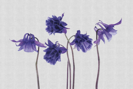 Campanula 13CP Wallpaper