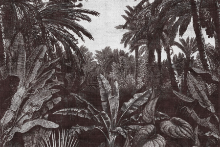 Tropical Mornings 17016 Wallpaper