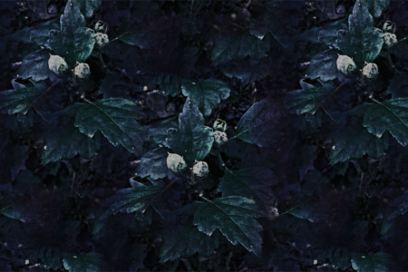 The Woodlanders 17065 Wallpaper