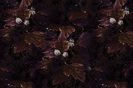 The Woodlanders 17065 Wallpaper