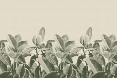 Rubber Plant 18056 Wallpaper