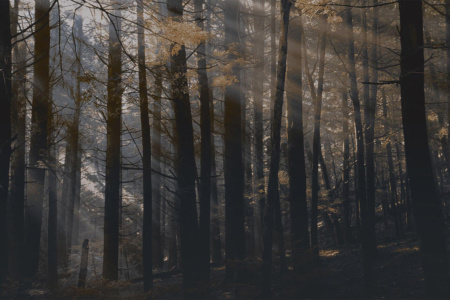 Canadian Forest DSQ2W01 Wallpaper