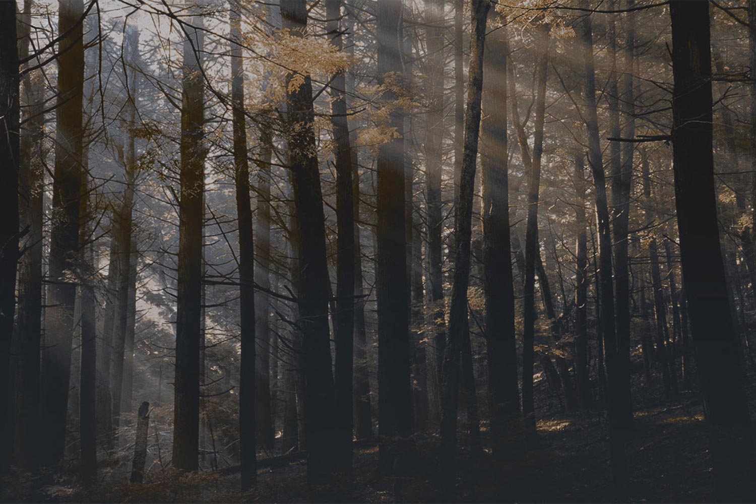 Canadian Forest DSQ2W01 Wallpaper